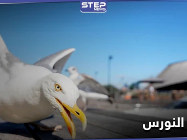 طيور النورس في البحرين تعجز عن الطيران لهذا السبب