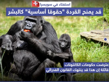 استفتاء في سويسرا يَمنح القردة "حقوقاً أساسية" كالبشر
