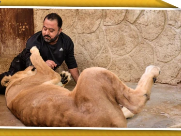 لسبب لن تتوقعه.. سوري يحول منزله إلى حديقة للحيوانات الكاسرة والنادرة (فيديو)