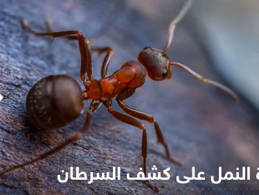 قدرة النمل على كشف أورام السرطان.. دراسة جديدة تكشف التفاصيل