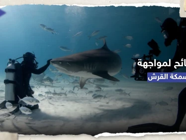 كيف تتصرف حال هاجمك قرش مفترس.. 7 نصائح منها "التصرّف بشجاعة"