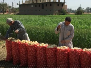 بعد البيض والدجاج.. أزمة بصل "عابرة للحدود" ومصر قد تستفيد
