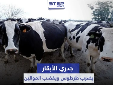 شاهد|| جدري الأبقار يضرب طرطوس.. وتعويضات لا تعادل ثمن كيلو لحم تثير غضب الموالين
