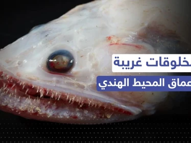مخلوقات غريبة قرب براكين في أعماق المحيط الهندي.. اكتشاف مذهل في عالم البحار