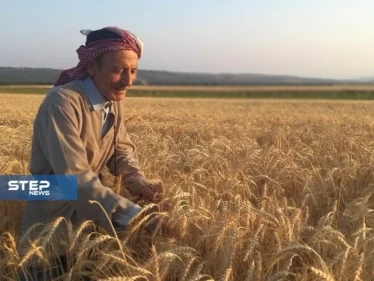 بالصور.. بدء موسم حصاد محصول القمح غرب حلب.. بين ضعف الانتاج وارتفاع التكاليف