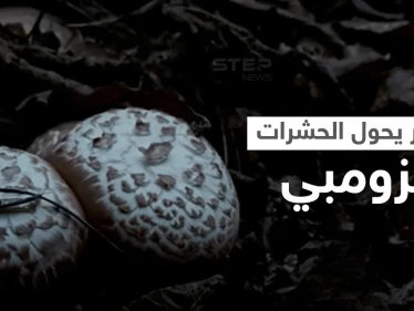 شاهد|| حقيقة مرعبة.. ظاهرة الزومبي مستوحاة من الطبيعة واكتشاف فطر قاتل يهاجم دماغ الحشرات ويحولها إلى زومبي (فيديو)