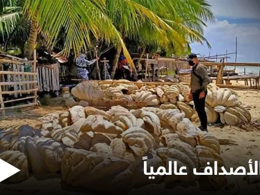 القبض على جامعي أصداف عملاقة تجاوز ثمنها 25 مليون دولار في الفلبين وهذه تفاصيل الحادثة