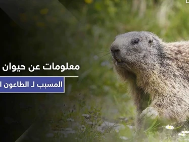 5 معلومات عن حيوان المرموط المسبب لـ الطاعون الدبلي "الموت الأسود"