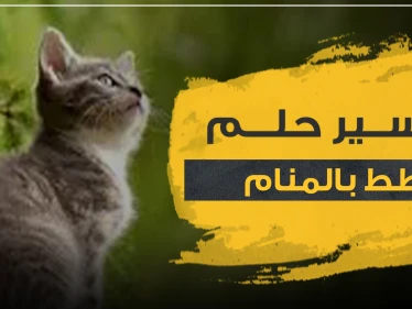 تفسير حلم القطط بالمنام بأكثر من رواية وحسب عدة مواضع