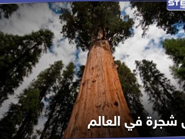 مغامران يكتشفان أطول شجرة في العالم بمحض الصدفة ومصادر تكشف أهميتها