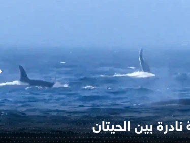 "مشاهد لا تصدق".. معركة نادرة بين نوعين من الحيتان تخللها صفعات وصراخ