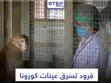 قد تسبب كارثة.. القرود تسرق عينات مصابي كورونا بهذا البلد