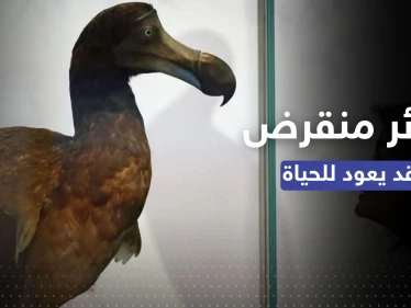 طائر منقرض منذ قرون.. طريقة علمية ثورية قد تُعيده إلى الحياة