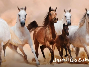 رؤية قطيع الخيول في المنام ودلالة ألوانها وأماكنها عند المعبرين