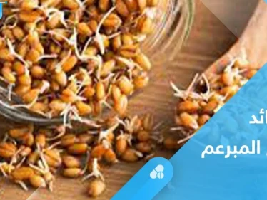 القمح المبرعم.. فوائد كثيرة وقيمة غذائية عالية