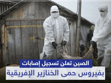 بعد وباء كورونا.. الصين تعلن تسجيل إصابات بفيروس "حمى الخنازير الإفريقية" القاتل