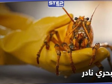 عن طريق الصدفة... صياد أمريكي يحظى بـ كائن بحري نادر بلون "غريب"