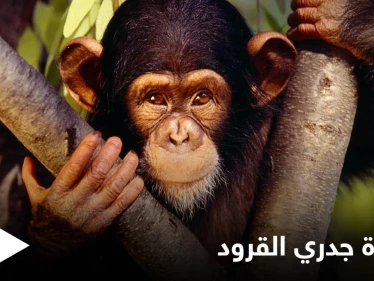 البحث عن 200 شخص في أمريكا خوفاً من إصابتهم بمرض جدري القرود ومصادر تكشف خطورته