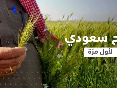 قمح الديورم السعودي.. المملكة ستنتج كميات كافية للإنتاج المحلي لأول مرّة