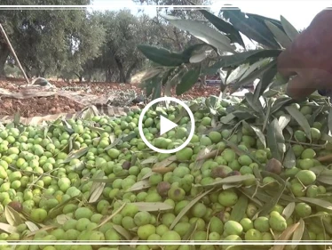 عدسة ستيب ترصد بدء موسم قطاف الزيتون في إدلب وسط صعوبات كبيرة يواجهها المزارعون هذا العام