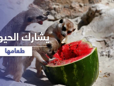 بالفيديو || مدرس صيني يأكل مع الحيوانات طعامها المفضل