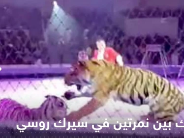 شاهد|| اندلاع معركة "شرسة" بين نمرتين في سيرك روسي يدفع المسؤولين لإيقاف العرض فوراً