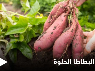 أبرز فوائد البطاطا الحلوة للمفاصل وعلاج الالتهابات