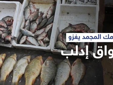 الأسماك المجمدة تغزو أسواق محافظة إدلب تماشياً مع حالة الفقر في المنطقة