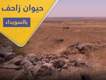 بالصور ظهور حيوان زاحف ضخم في بادية السويداء لأول مرة