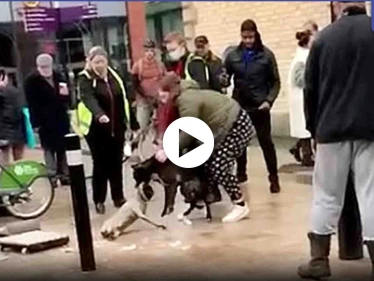 شاهد بالفيديو|| مزقه وكأنه خرقة.. كلب شرس يهاجم آخر لمدة عشرين دقيقة في شارع مزدحم رغم محاولات المارة بفك الاشتباك بينهما