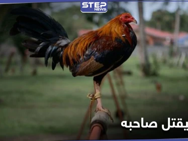 انقلب السحر على الساحر.. ديك مصارعة يقتل صاحبه طعناً بالهند والشرطة تتحفظ عليه بمركزها