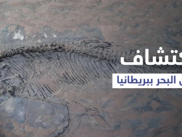 اكتشاف هيكل عظمي كامل لـ"تنين البحر" عمره نحو 180 مليون سنة