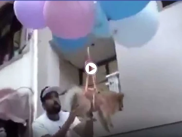 بالفيديو|| القبض على يوتيوبر هندي ربط كلبه الأليف ببالونات هيدروجين وجعله يصير بالهواء