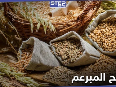القمح المبرعم ثورة في عالم الغذاء .. فوائده الكثيرة وأسرار استنباته