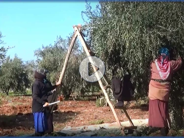 عدسة ستيب ترصد بدء موسم قطاف الزيتون شمال غرب إدلب وسط صعوبات يواجهها مزارعي المنطقة