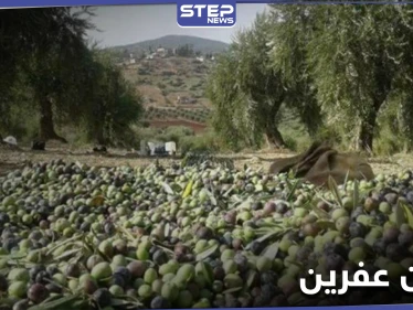 خاص|| فرض إتاوات على موسم زيتون أهل عفرين والرافض يُعاقب بقلع أشجاره