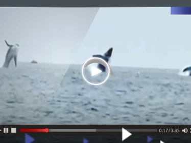 مشهد "نادر".. قفزة متزامنة لـ 3 حيتان بتناسق تام