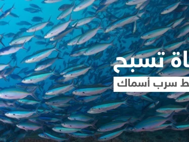 بالفيديو|| بملابس السباحة فتاة تسبح وسط سرب من الأسماك في أعماق البحر وتصبح واحدة منها