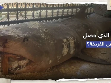 "القرش لا يُهاجم إلا نادراً".. عالمة تُجيب على 3 أسئلة تُفسّر حادثة الغردقة