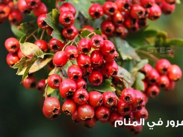 الزعرور في المنام شجرته وثمرته ودلالته عند المعبرين