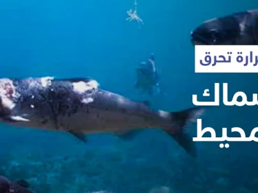 صيف ملتهب وكوارث متتابعة.. مشاهد مؤلمة لاحتراق أسماك السلمون داخل المحيط بسبب الحرارة المرتفعة (فيديو)