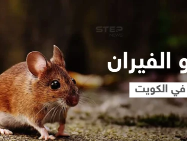 بالفيديو|| الكويت تواجه معضلة القوارض وهاشتاغ "غزو الفيران" يشعل المنصات ويحمل ذعر المواطنين ومخاوفهم