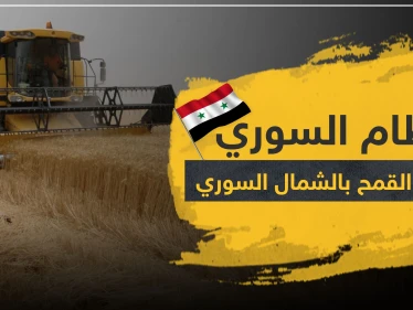 بينما أصحابها يعانون الجوع بالمخيمات.. ميليشيات النظام السوري "تعفش" المحاصيل الزراعية بالشمال السوري!