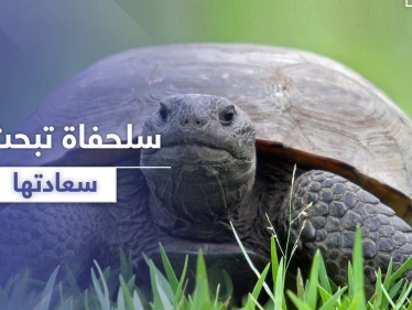 بالفيديو || لحظات مدهشة لسلحفاة تبحث عن سعادتها