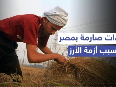 مصر.. إجراءات صارمة من وزارة التموين بسبب أزمة الأرز