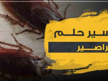 تفسير حلم الصراصير في البيت لجميع أفراد الأسرة .. 4 تفاسير لرؤية المرأة له