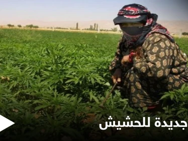 على أطراف البوكمال.. حزب الله اللبناني ينتظر موعد "حصاد الحشيش" في دير الزور