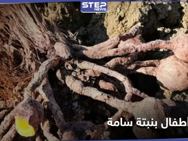 حادثة تهز طنجة.. نبتة "ضارة ونافعة" تودي بحياة طفلين مغربيين وتُسمم آخرين