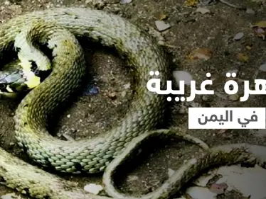 بالفيديو|| ظاهرة مرعبة باليمن.. أمطار غزيرة مصحوبة بثعابين في محافظة تعز ومغردون يوضحون - وكالة ستيب نيوز