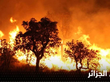 الجزائر.. ضبط 3 أشخاص أضرموا النار عمداً في محاصيل زراعية